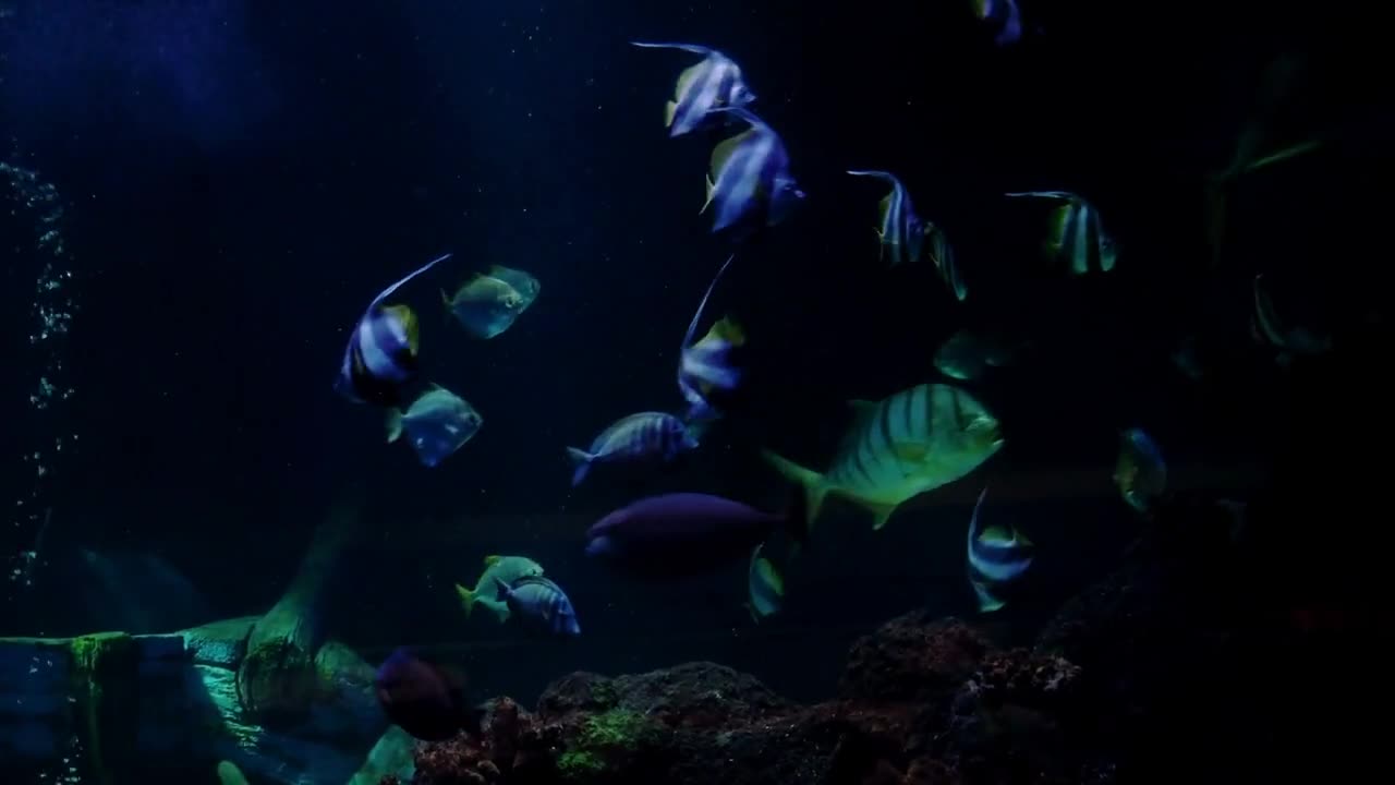 Big aquarium with sharks and several exotic fishes