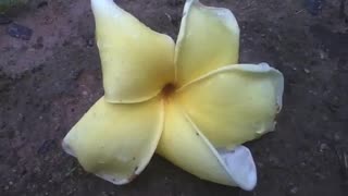 Uma flor plumeria branca e amarela caída no chão, devido a chuva pela manhã [Nature & Animals]