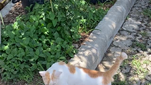 kitten petting the owner