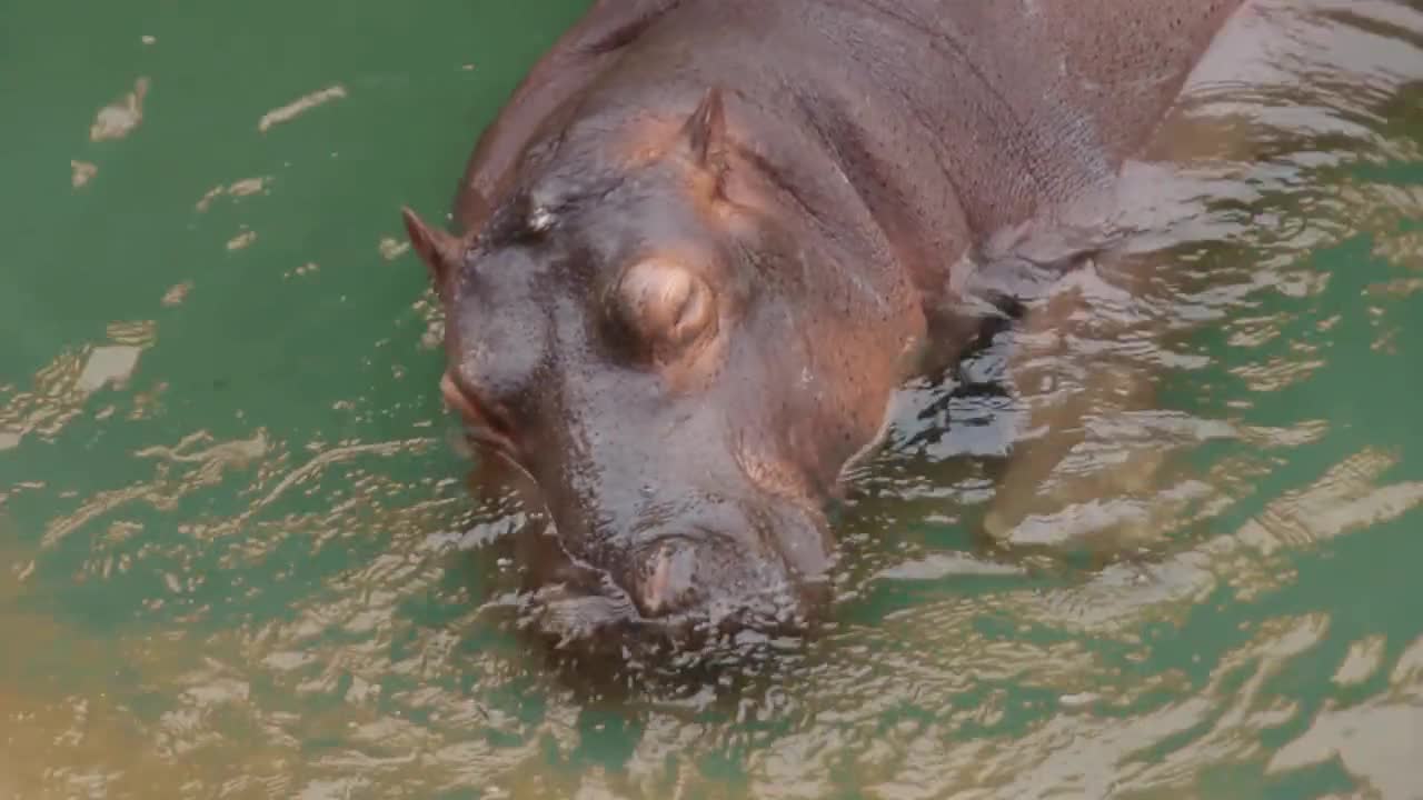 hippo