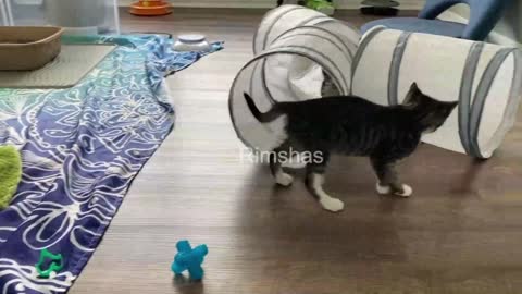 Playful Kittens Are Thrilled And With Their New Toy Updated