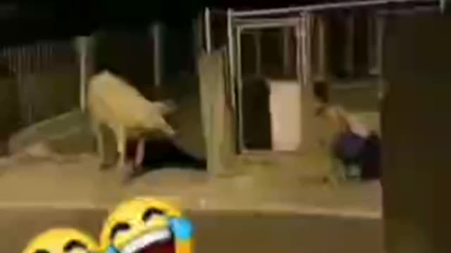 when you are ugly and even the cow is scared