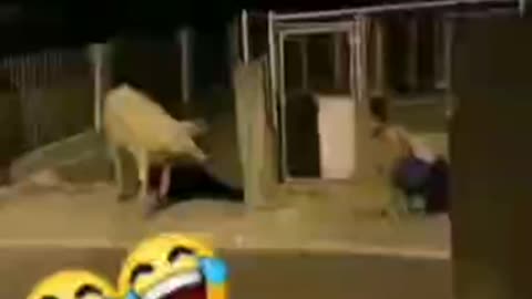 when you are ugly and even the cow is scared