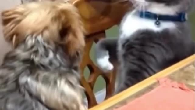 Dog and cat fight for the owner lap