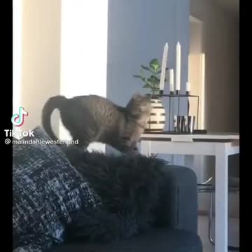 Intelligent cat 🐈 super wow top video watch