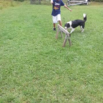 13 year old teaching his border collie some tricks!
