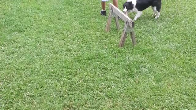13 year old teaching his border collie some tricks!