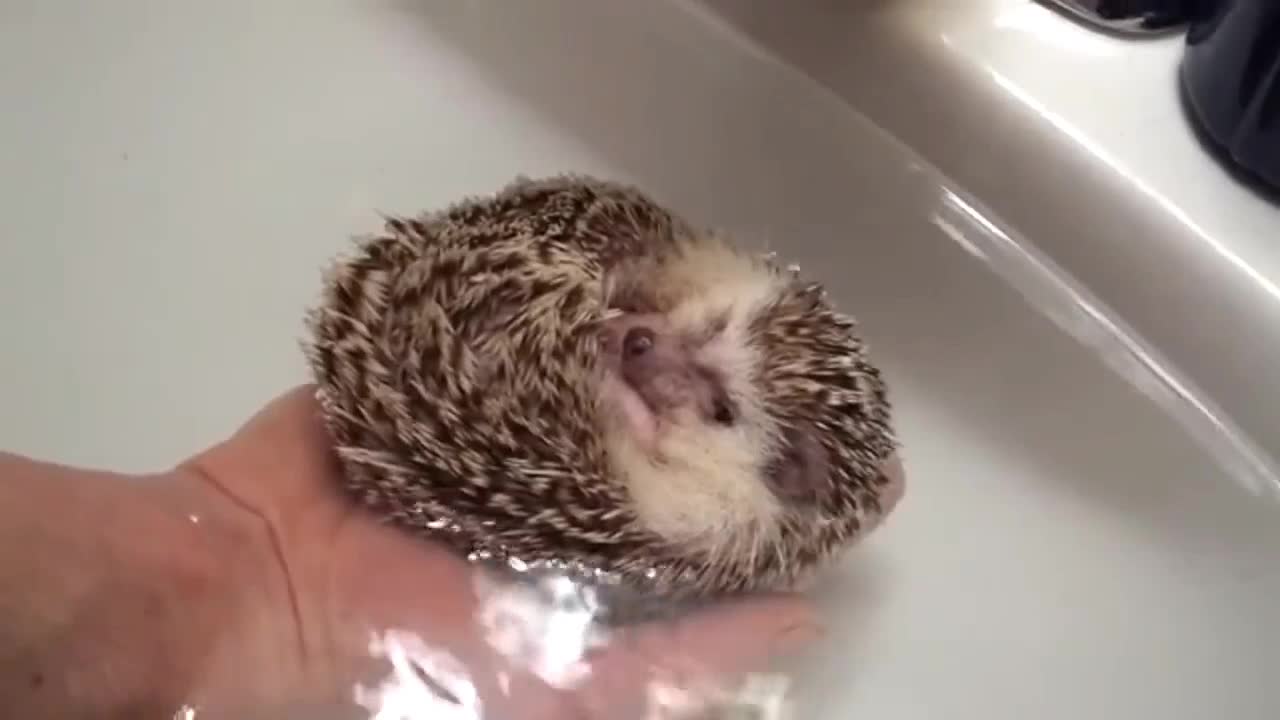 Hedgehog Boat