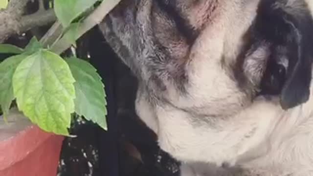 Pug dog chews on leaf in pot