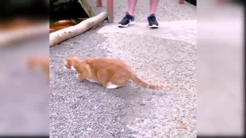 Funny cat video