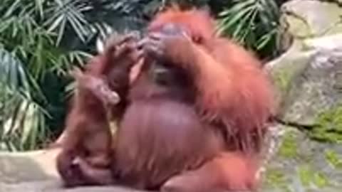 Orangutan with Stylish Sunglasses