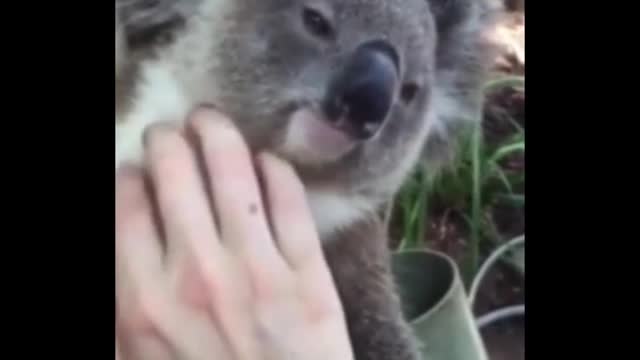 little koala