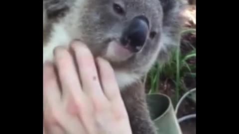 little koala