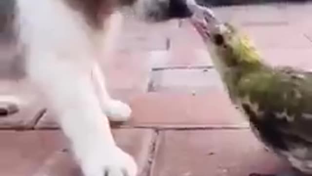 PUPPY PLAY WITH BIRD FUNNY VIDEO