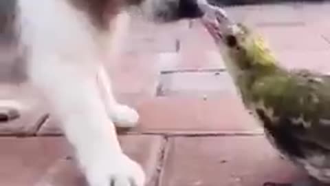 PUPPY PLAY WITH BIRD FUNNY VIDEO