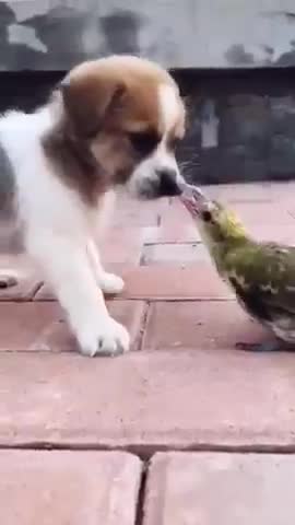 PUPPY PLAY WITH BIRD FUNNY VIDEO