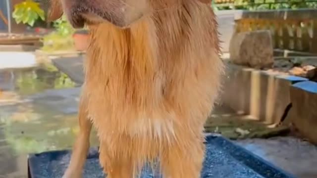 Golden Retriever is a large dog