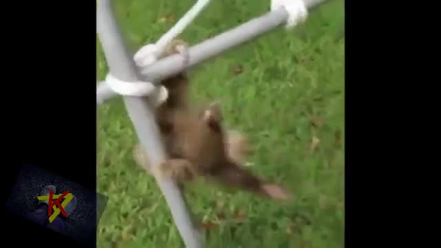 Funniest Animals Best Of 2021 - Cutest and funnyest Animals ever 🐱