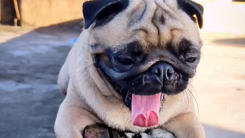 Dogs # cute dog # funny dog # Pug #