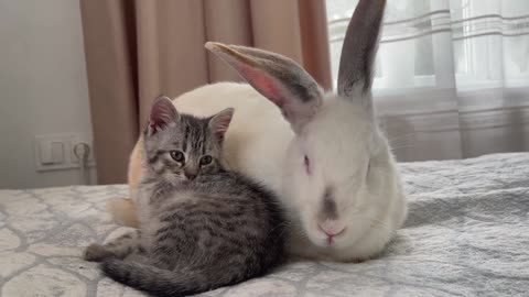 Kitten sleeps with a rabbit - Part 2