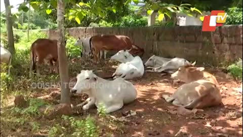 Cattle rescued during smuggling left in lurch by cops in Khordha, anir