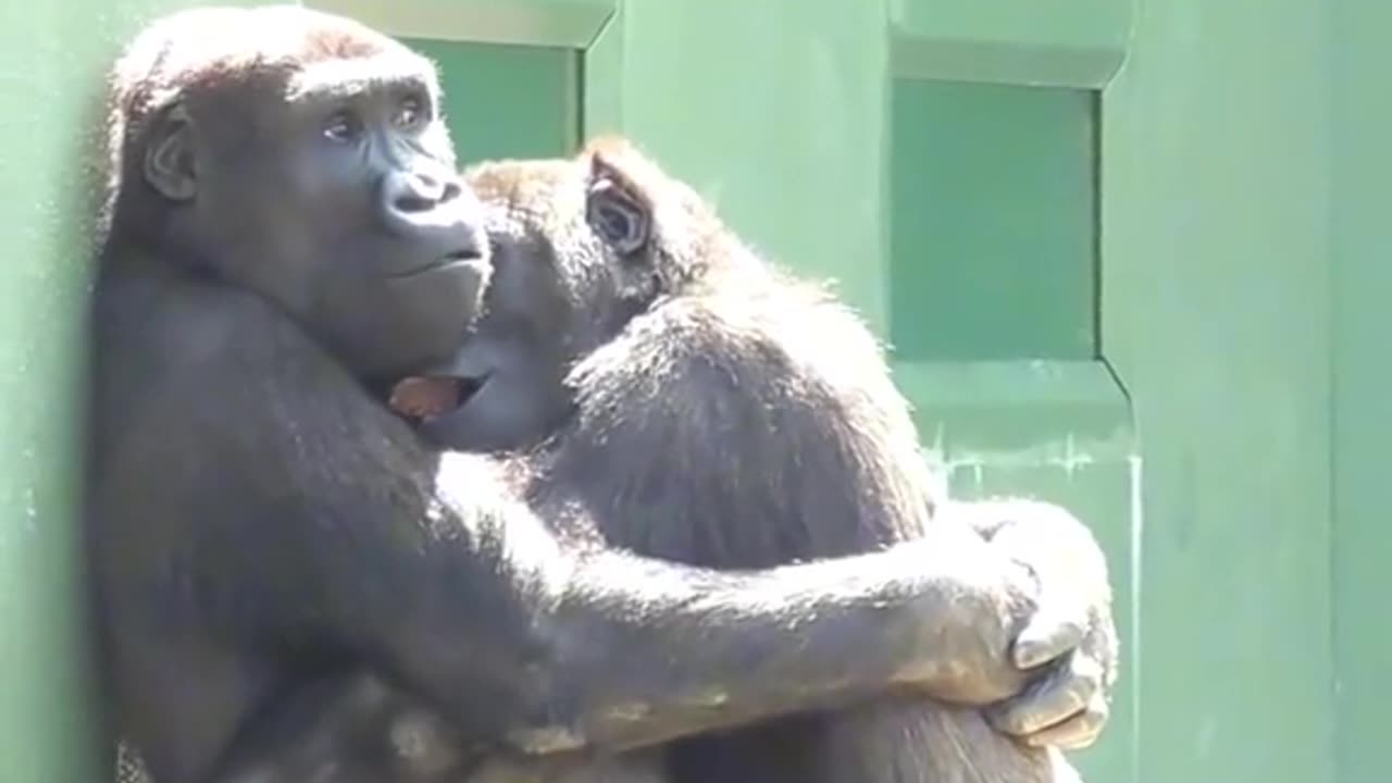 Monkeys love