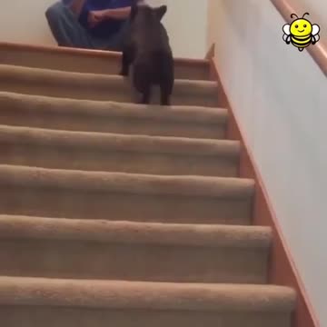 So funny Why he is walking like this???