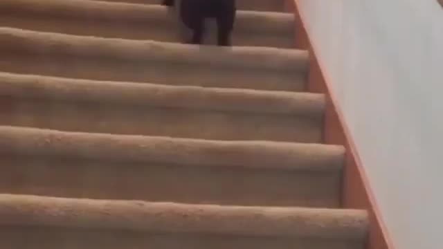 So funny Why he is walking like this???