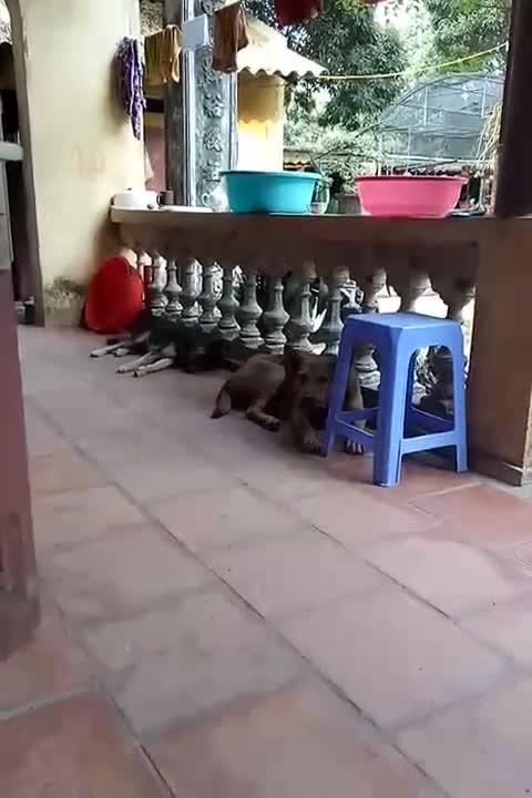 The expression of the two dogs before the sound of the surrounding