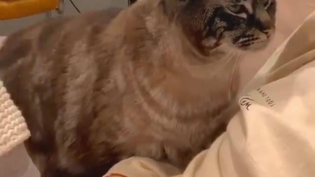 Funny cat wants to sleep with her friend.