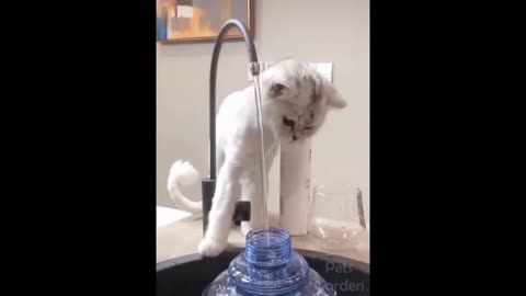 funny animals video 2022