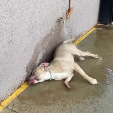 stay hydrated dog training