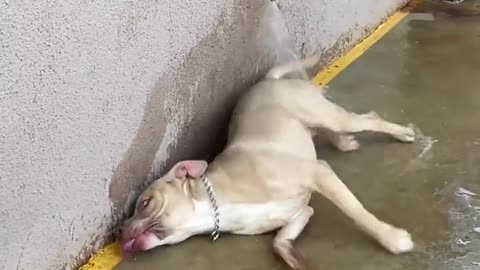 stay hydrated dog training