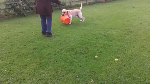 Dancing Dogs Compilation