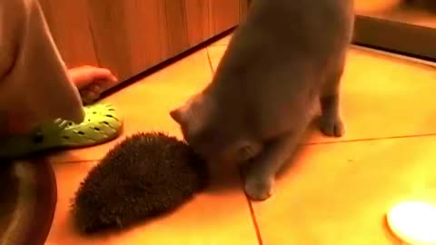 A kitten uses a hedgehog as a scratch