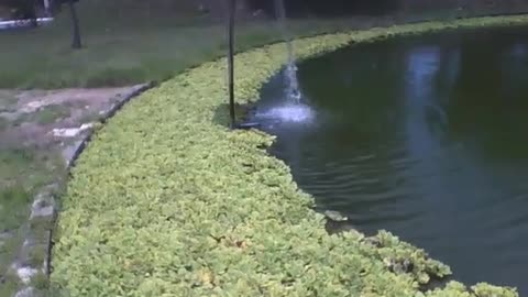 Filming the lake and the water hyacinth plant in the science museum [Nature & Animals]