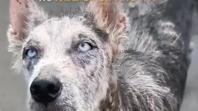 a husky before and after adobation