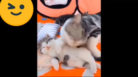 Cute cat video nice cat 😺😺