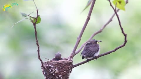 Birds are in forest - Mypeddie