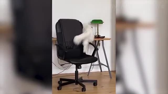 Weekly Funny Dogs 🐶 And Cats 😹 Videos Try Not To Laugh