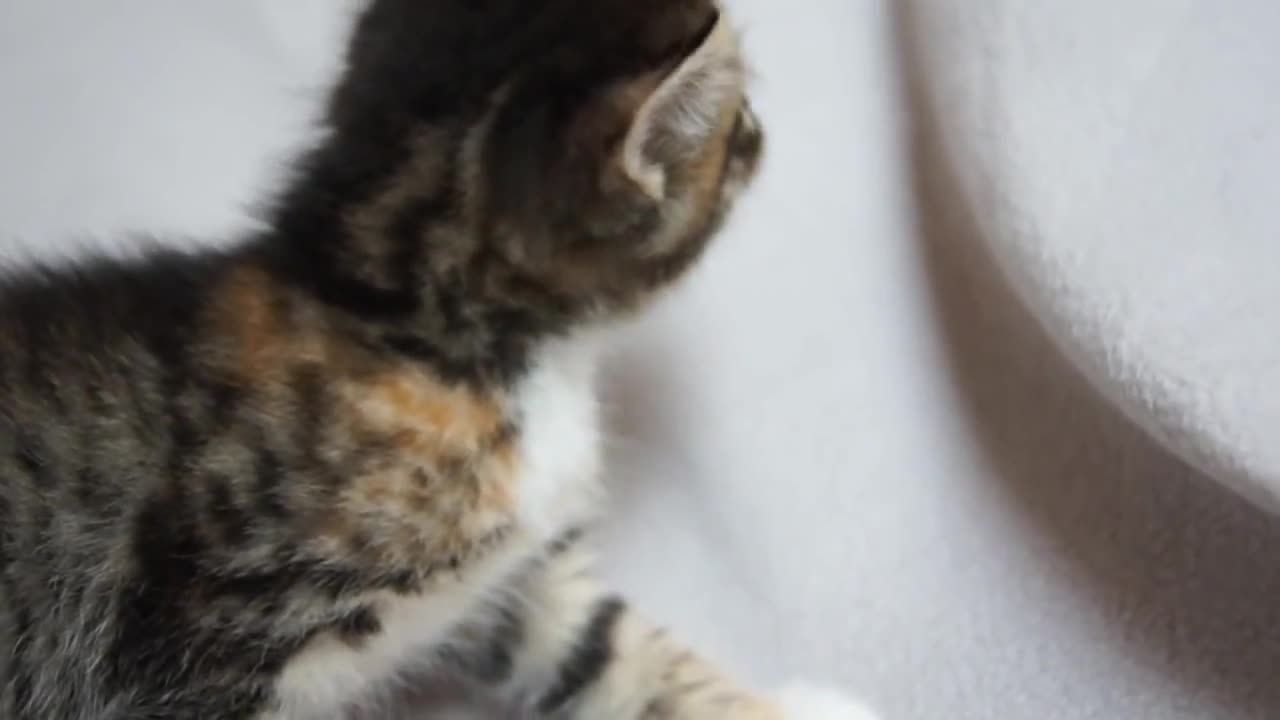 Cute Baby Cat