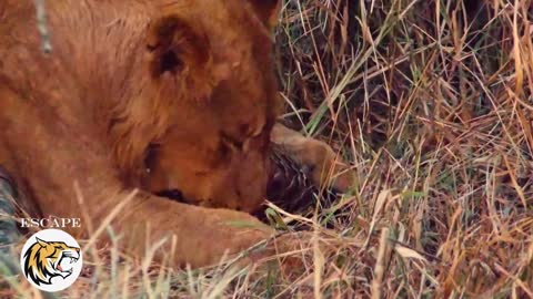 Pangolin Vs Lion, an epic battle