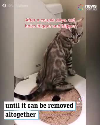 I never knew this was possible!!!!! Potty Training a KITTEN?!!!