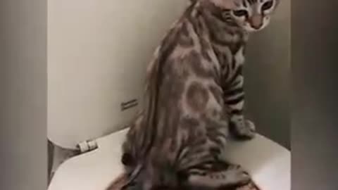 I never knew this was possible!!!!! Potty Training a KITTEN?!!!