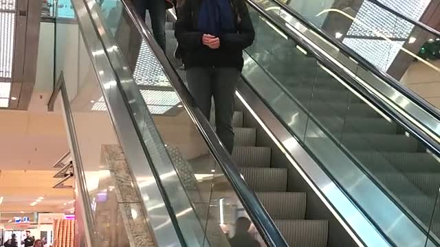 Golden retriever takes a ride on the escalator