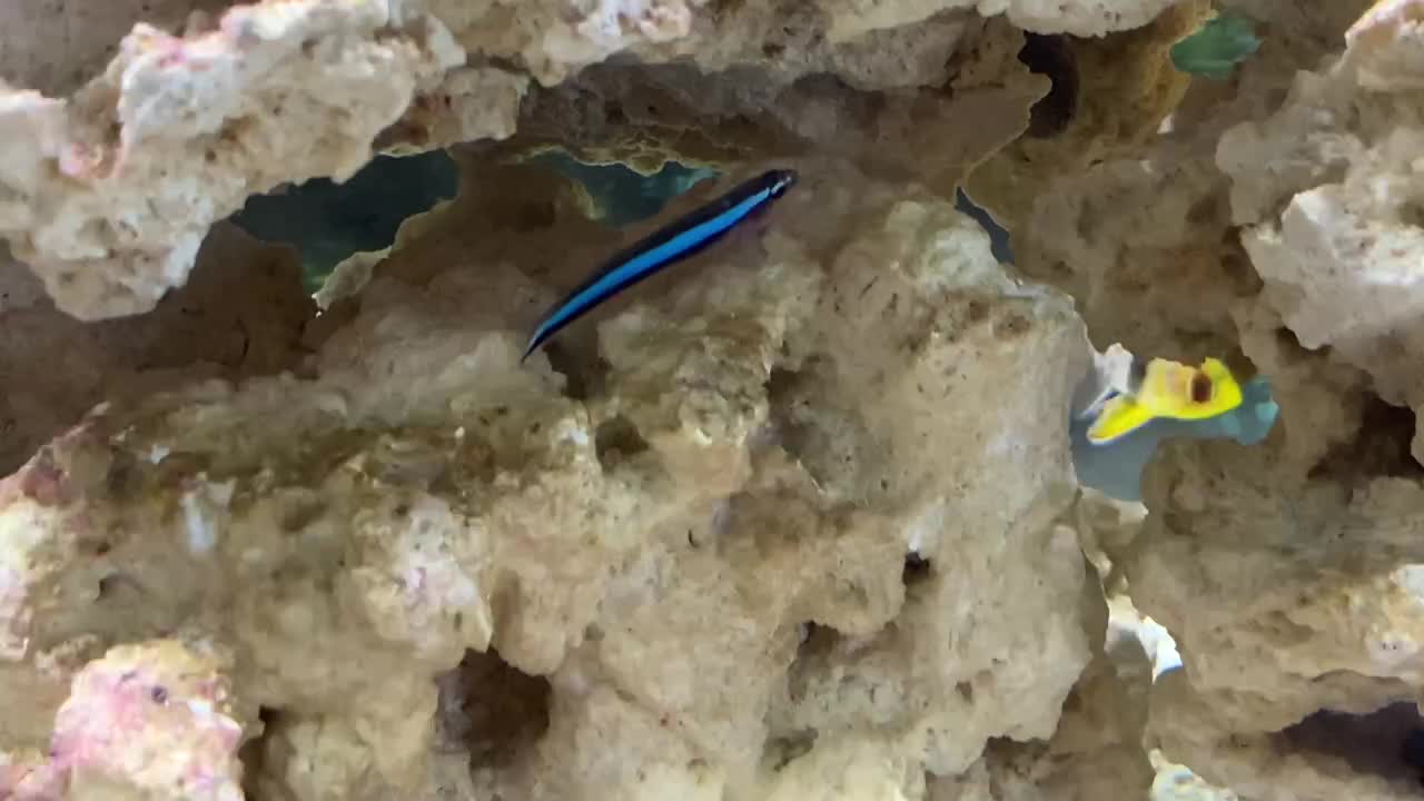 Neon blue goby and peekaboo Pajama Cardinal