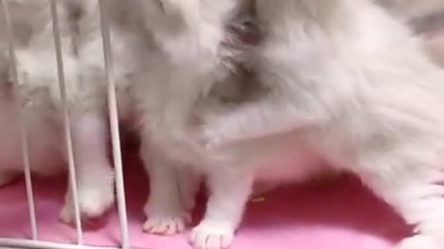 Funniest Animals Real Best Of The 2020 Funny Animals Videos Try Not To Laugh