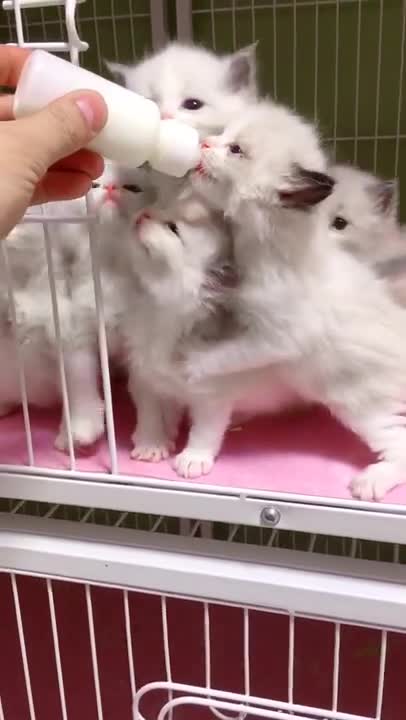 Funniest Animals Real Best Of The 2020 Funny Animals Videos Try Not To Laugh