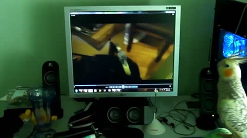 Cockatiel screaming with his video on the computer