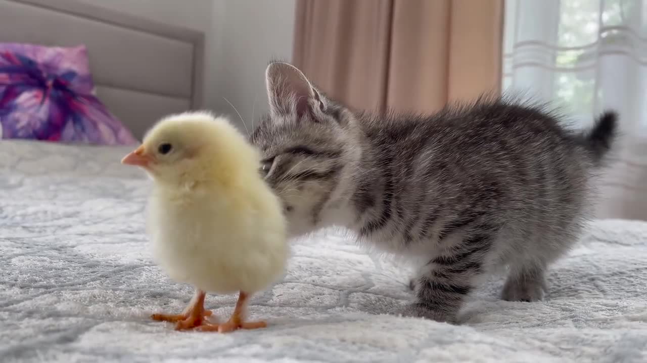 Kitty and chicken get acquainted